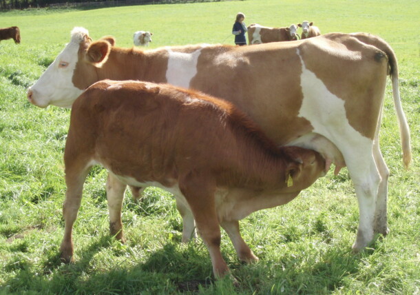     Organic Greilhof Salzburg Lungau Mother cow with calf 